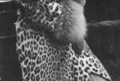 Pola Negri, źródło: NAC