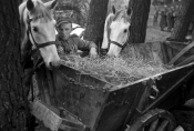 Jerzy Turek w filmie „Krzyż Walecznych" w reż. Kazimierza Kutza, 1958 r., źródło: Fototeka FN